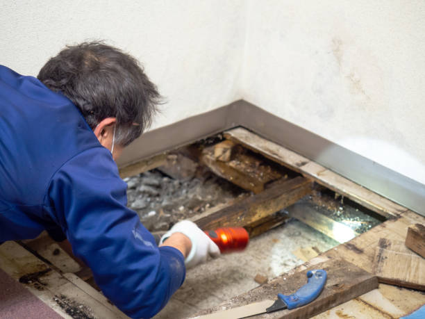 Home Mold Removal in Pinehurst, NC