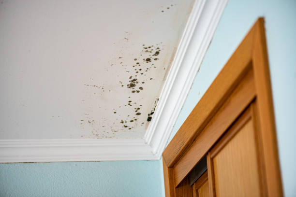 Best Professional Mold Removal  in Pinehurst, NC