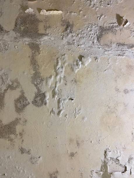 Best Commercial Mold Removal  in Pinehurst, NC