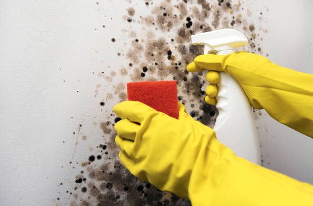 Mold Testing and Removal in Pinehurst, NC