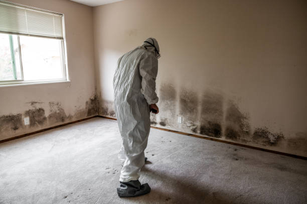 Mold Removal Process in Pinehurst, NC
